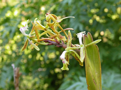 Epidendrum cristatum