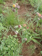 Erigeron primulifolius