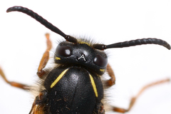 Dolichovespula saxonica