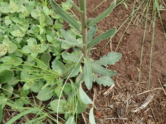 Erigeron primulifolius
