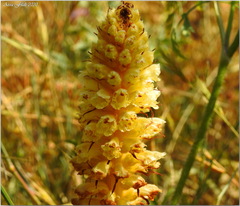 Orobanche artemisiae-campestris