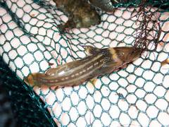 Tachysurus trilineatus