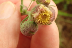 Erigeron primulifolius