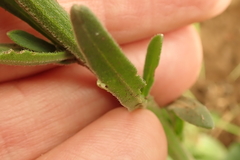 Erigeron primulifolius