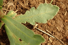 Erigeron primulifolius