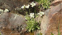 Draba borealis