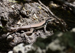 Leiocephalus macropus