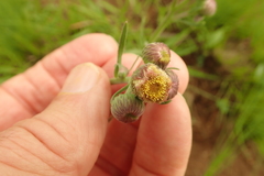 Erigeron primulifolius