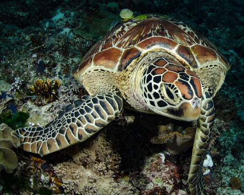 Tortuga Verde Chelonia Mydas · Inaturalist Panamá 7096