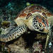 Green and Flatback Sea Turtles - Photo (c) cleeve-searescue, some rights reserved (CC BY-NC)