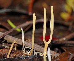 Ramariopsis cremicolor