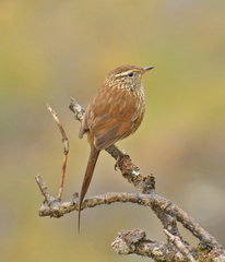 Asthenes urubambensis