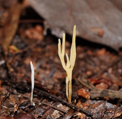 Ramariopsis cremicolor
