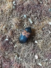 Dermestes vorax