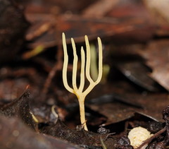 Ramariopsis cremicolor