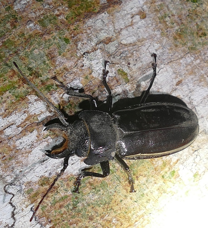 Mallodon baiulus