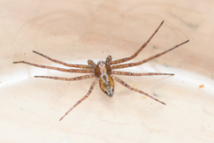 Philodromus aureolus