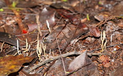 Ramariopsis cremicolor