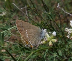 Satyrium acaciae