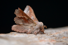 Phyllodesma ilicifolia