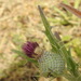 Lophiolepis echinata - Photo (c) Aissa Djamel Filali, algunos derechos reservados (CC BY-SA), subido por Aissa Djamel Filali