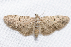 Eupithecia satyrata