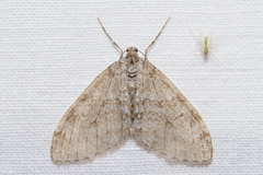 Trichopteryx carpinata