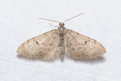 Eupithecia indigata