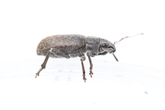 Brachyderes incanus