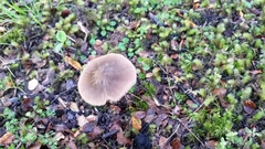 Entoloma nothofagi