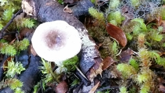 Russula roseopileata