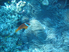 Amphiprion barberi