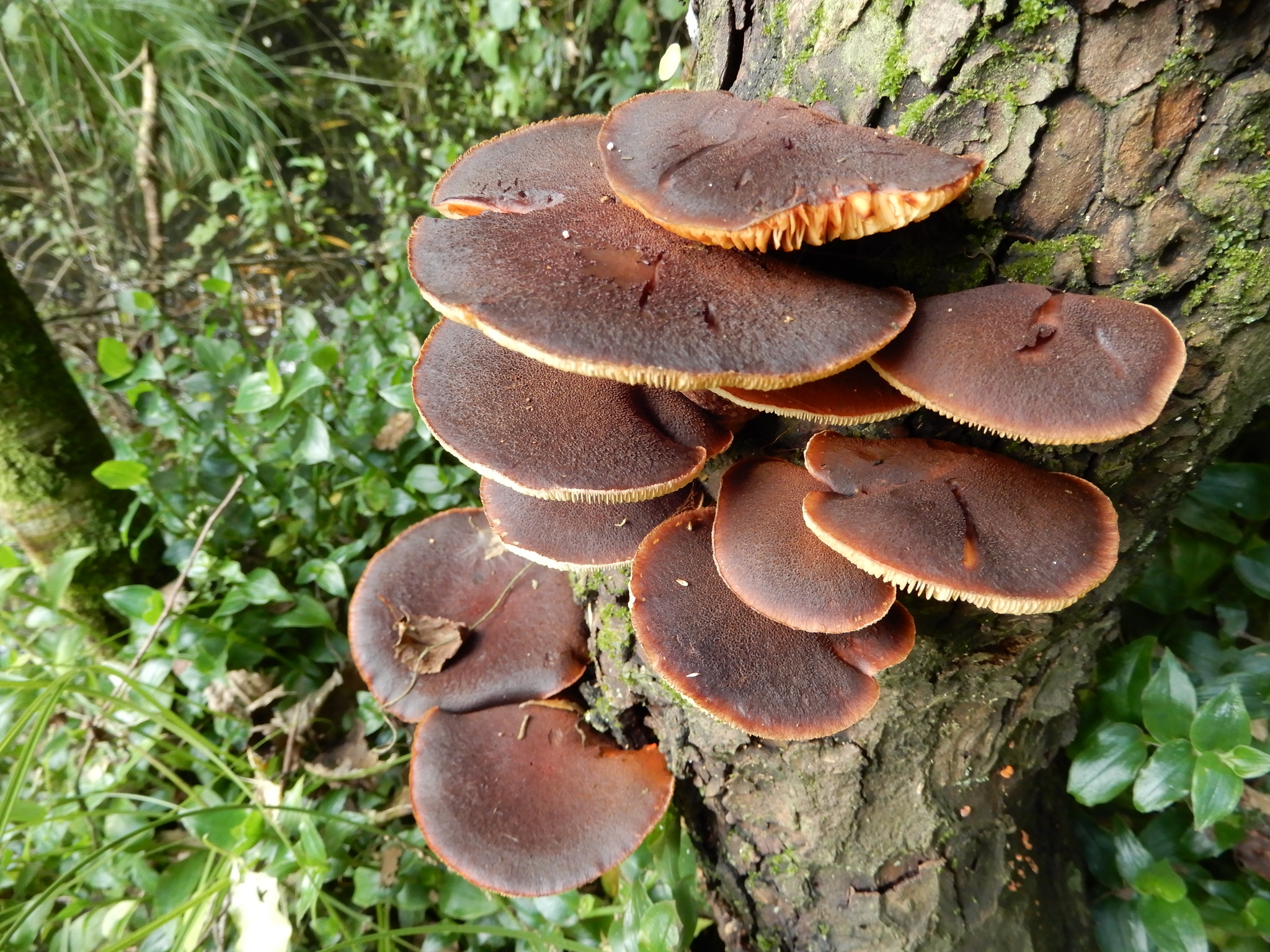 Gymnopilus purpuratus image