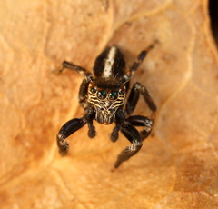Evarcha denticulata