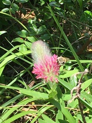 Trifolium rubens