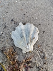 Pseudamussium peslutrae