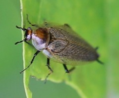 Ectobius erythronotus