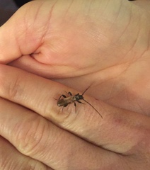 Phymatodes testaceus