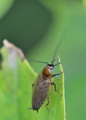 Ectobius erythronotus