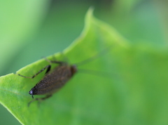 Ectobius erythronotus