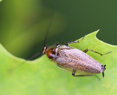 Ectobius erythronotus