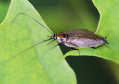 Ectobius erythronotus
