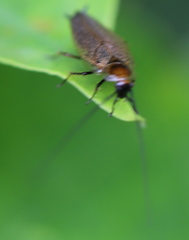 Ectobius erythronotus