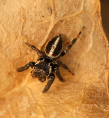 Evarcha denticulata