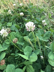Trifolium repens