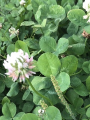 Trifolium repens
