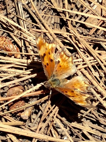iNaturalist observation photo of Zephyr Comma