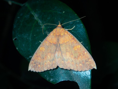 Sarobides inconclusa