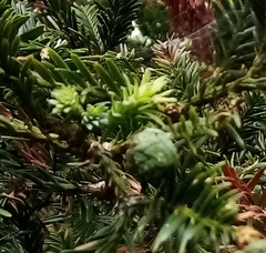 Sequoia sempervirens