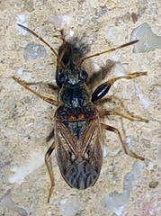 Pseudopachybrachius basalis
